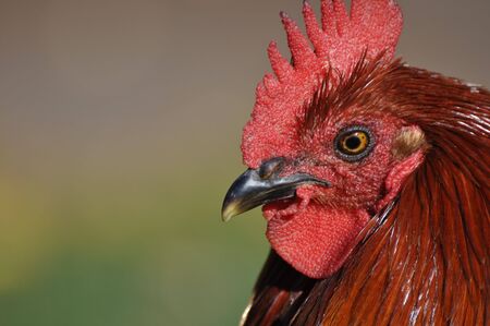 Rooster Close Up with space for textの写真素材