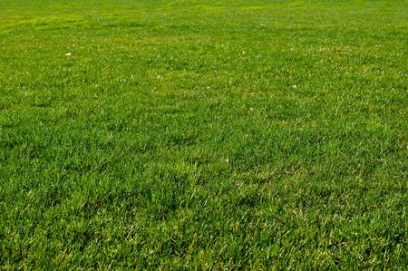 Green Grass Field Background
