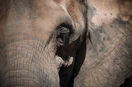 Aged Elephant looking straight aheadの写真素材