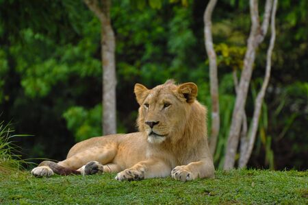 Female Lion Lying Down with Jungle in Backgroundの写真素材