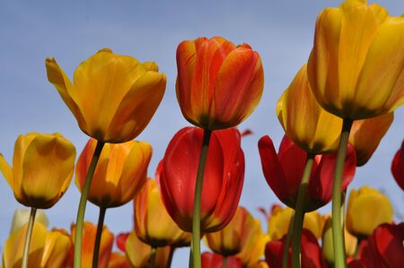 Orange and Yellow Tulips with Green Stems and Blue Skyの写真素材