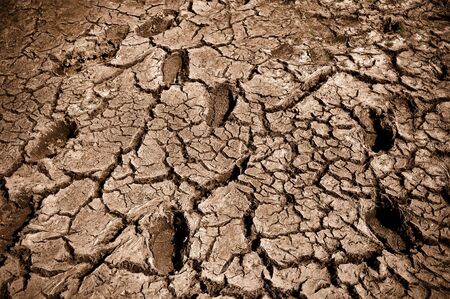 Footprints in Dry Cracked Mud