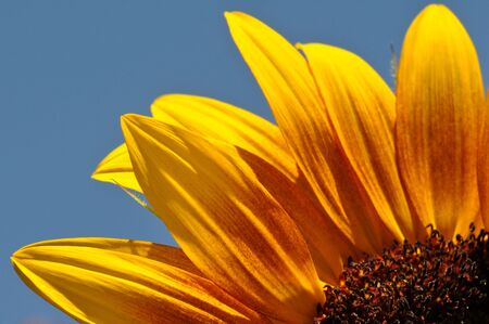 Close Up of Sunflower Petals with Blue Skyの写真素材