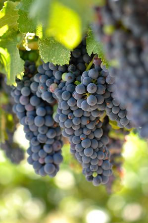 Red Grapes on the Vine in Napa Valley Californiaの写真素材