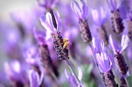 Bee on Spanish Lavenderの写真素材