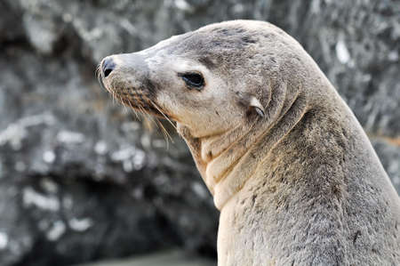 Sea Lion Portrait at Pacific Oceanの写真素材