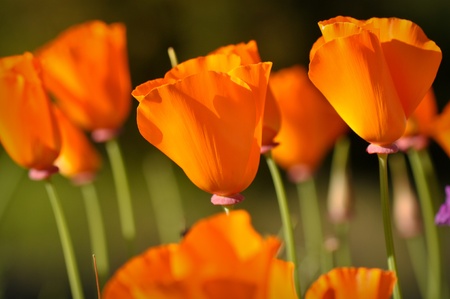 California Golden State Poppyの写真素材