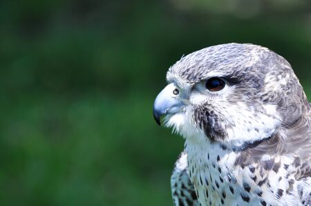 Peregrine Falconの写真素材