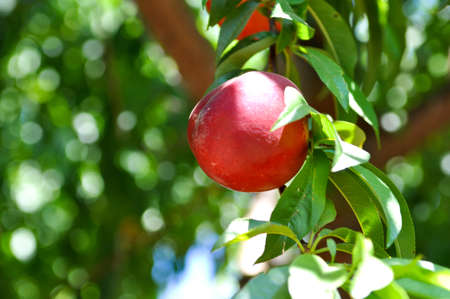 Nectarine on Treeの写真素材