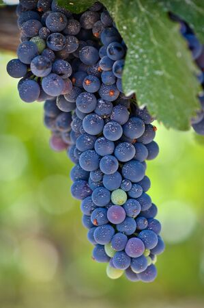 Red Grapes on the Vineの写真素材