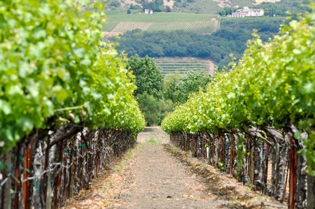 Vineyard in Springの写真素材