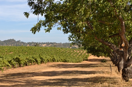 California Vineyardの写真素材