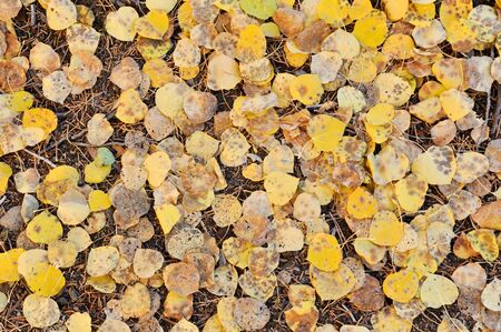 Fall Leaves Backgroundの写真素材