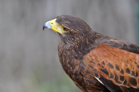 Harris Brown Hawkの写真素材