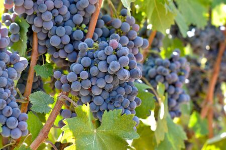 Red Wine Grapes on the Vineの写真素材