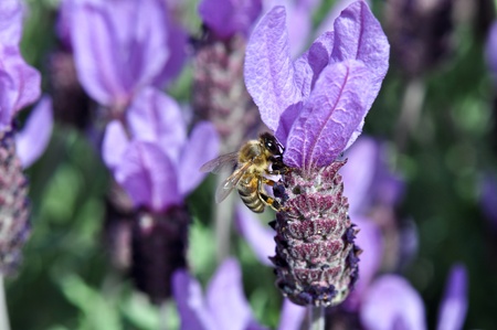 Bee on Spanish Lavenderの写真素材
