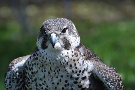 Peregrine Falconの写真素材