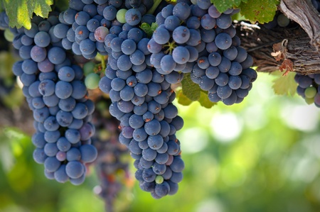 Red Wine Grapes on the Vineの写真素材
