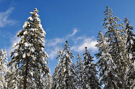 Snow Covered Trees and Blue Skyの写真素材