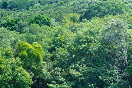 Lush Rainforest Backgroundの写真素材