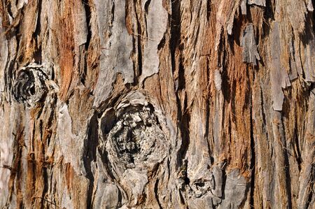 Giant Redwood Tree Backgroundの写真素材