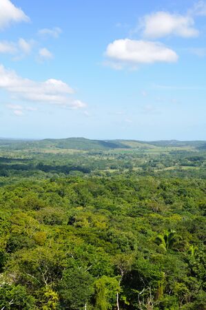 Tropical Rainforest Canopyの写真素材