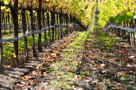 Autumn Vineyard in Napa Valleyの写真素材
