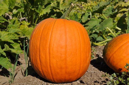 Pumpkin Patch for Halloweenの写真素材