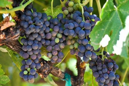 Red Grapes on the Vineの写真素材