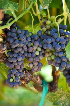 Red Grapes on the Vineの写真素材