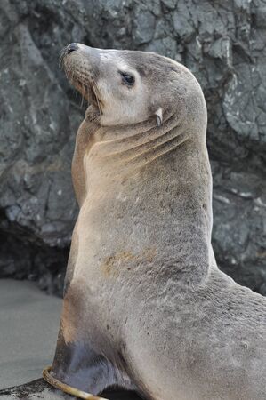 Sea Lion Portraitの写真素材