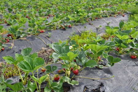 Strawberry Field Patchの写真素材
