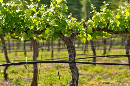 Vineyard in Springの写真素材