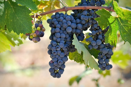 Red Grapes on the Vineの写真素材
