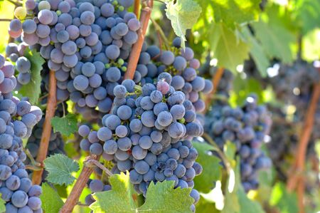 Red Wine Grapesの写真素材