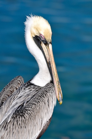Pelican Portrait Close Up with Ocean in Backgroundの写真素材