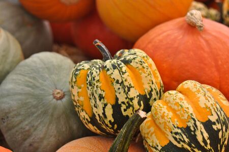 Thanksgiving Pumpkins and Gourdsの写真素材