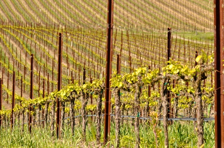 Grapes Vines in Vineyard during Springの写真素材