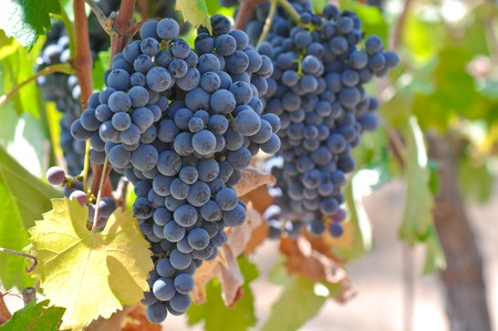 Red Grapes on the Vineの写真素材