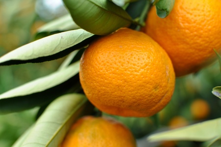 Tangerine on the Treeの写真素材