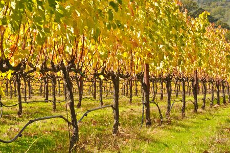 Vineyard in Fallの写真素材