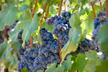 Red Grapes on the Vineの写真素材