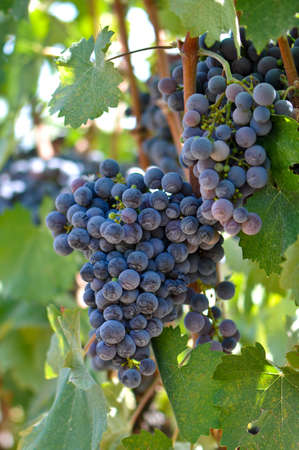 Red Grapes on the Vineの写真素材