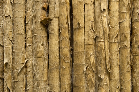 Tropical Backgroundの写真素材