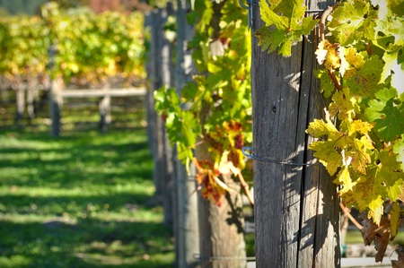 Wine Vineyardの写真素材
