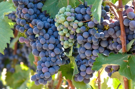 Red Grapes on the Vineの写真素材