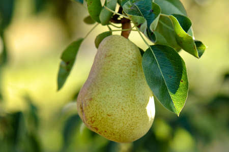 Pear on a Treeの写真素材