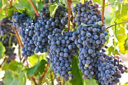 Red Grapes on the Vineの写真素材