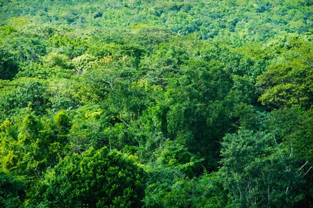 Tropical Rainforest Backgroundの写真素材