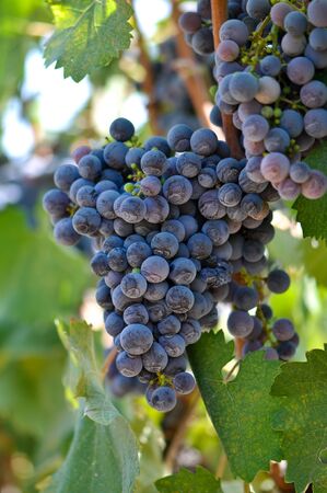 Red Grapes on the Vineの写真素材